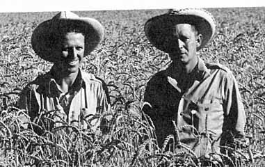 NORMAN BORLAUG AND GEORGE HARRAR 1943 (Univ Minnesota archives)