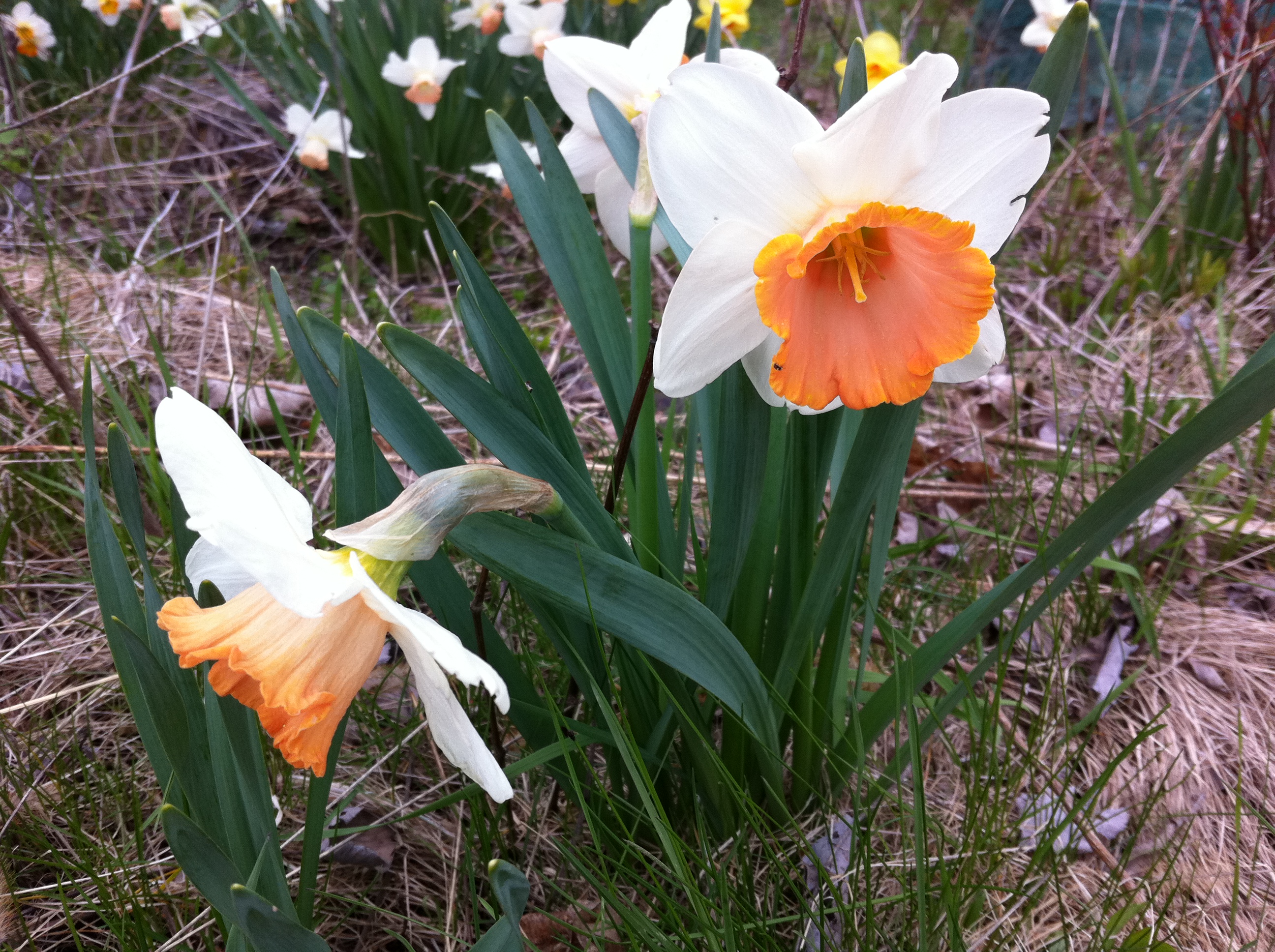 SPRING FLOWERS