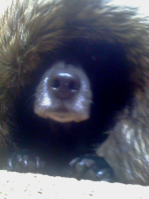 BEAR IN WINTER