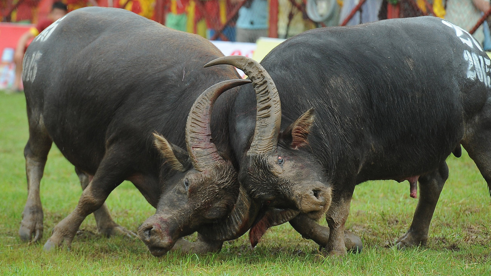 Image: Do Son Buffalo Fighting Festival 2015